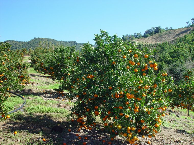 3266178106_1_19_bTyPn8Fu